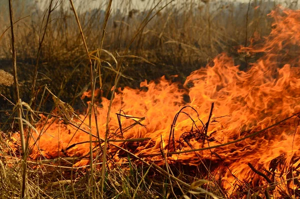 Zona costiera di torrente di palude, fumo forte da fuoco di crescita eccessiva di liana. Gli incendi di primavera di canne secche pericolosamente si avvicinano case di villaggio da fiume Campi di pulizia di canne, erba secca. Disastri naturali — Foto Stock