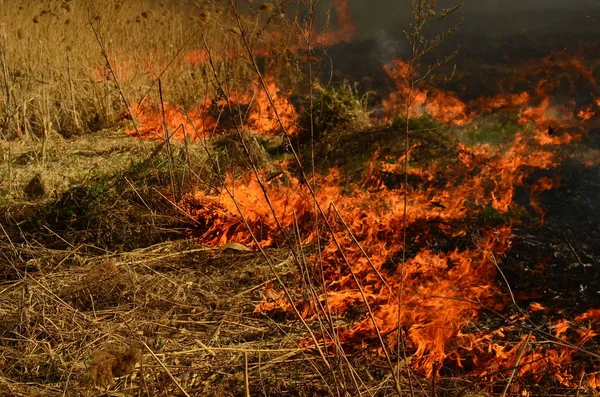 Ateş çimenleri yakar