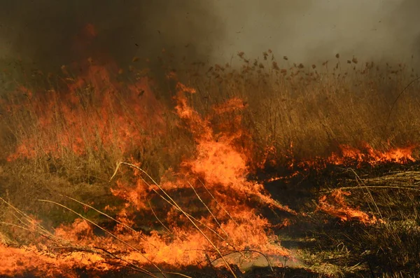 Fire burn grass — Stock Photo, Image