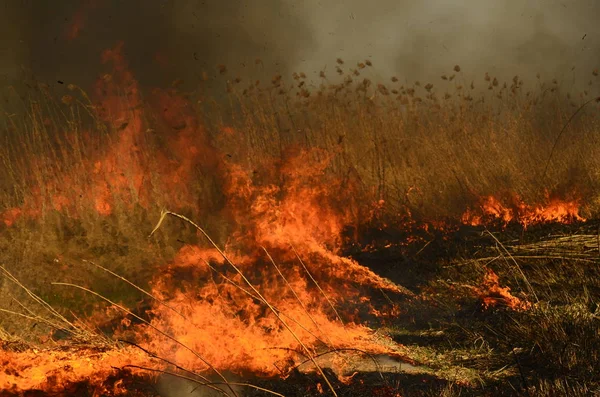 Fuego quemar hierba — Foto de Stock