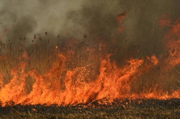 Brand bränna gräs — Stockfoto