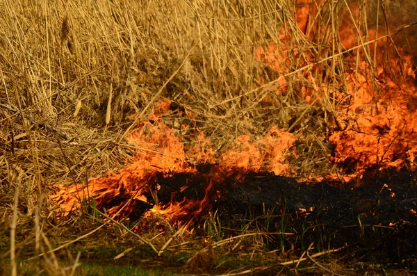 Fuego quemar hierba — Foto de Stock