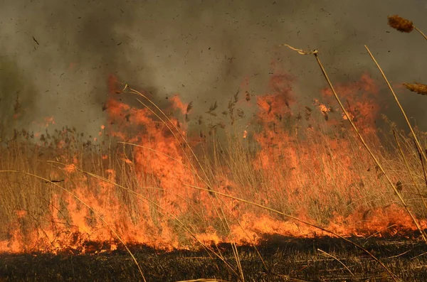 Brand bränna gräs — Stockfoto