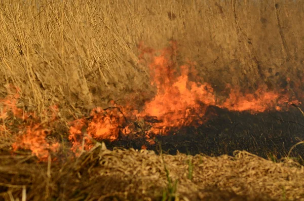 Zona costeira de riacho de pântano, fumaça forte de fogo de crescimento excessivo de liana. Os fogos de primavera de juncos secos perigosamente aproximam casas da aldeia pelo rio Campos de limpeza de juncos, grama seca. Desastre natural — Fotografia de Stock