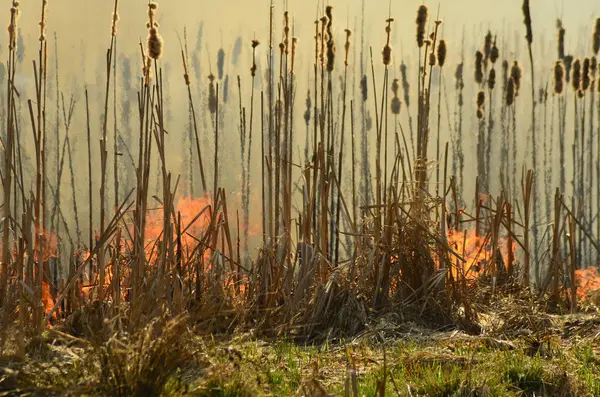 Ateş çimenleri yakar