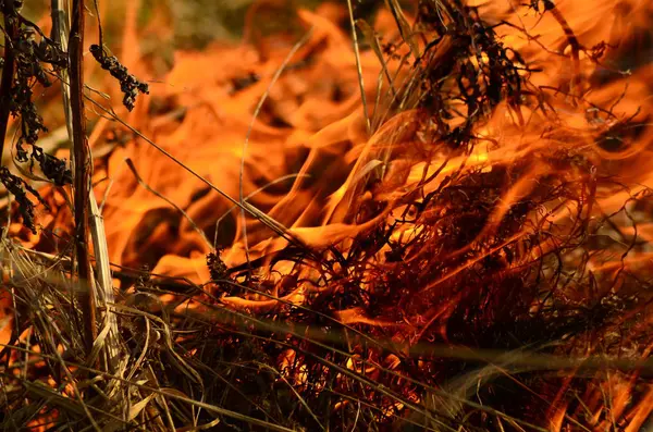 Küstenzone des Sumpfbaches, starker Rauch aus dem Feuer des Lianenbewuchses. Frühlingsfeuer aus trockenem Schilf nähern sich den Häusern des Dorfes gefährlich durch Flussreinigung von Schilfflächen, trockenem Gras. Naturkatastrophe — Stockfoto