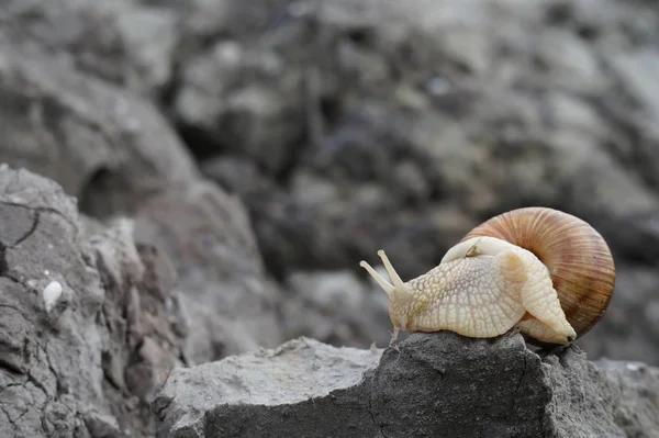 Edible snail Helix pomatia Burgundy snail Escargot. — Stock Photo, Image