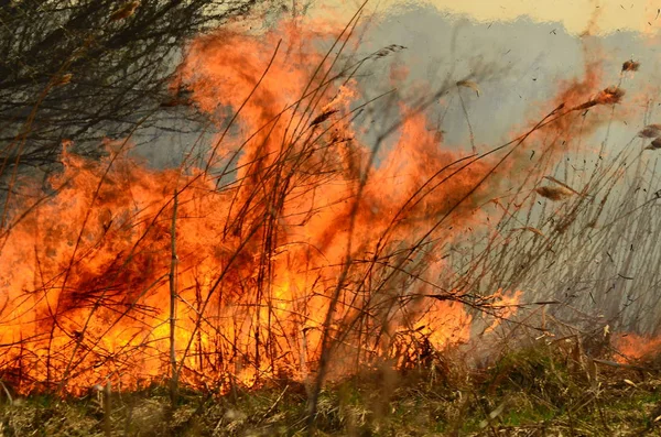 Feuer verbrennt Gras — Stockfoto