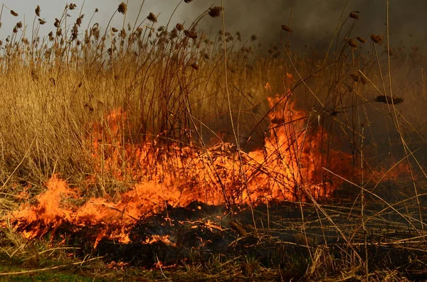 火の草 — ストック写真