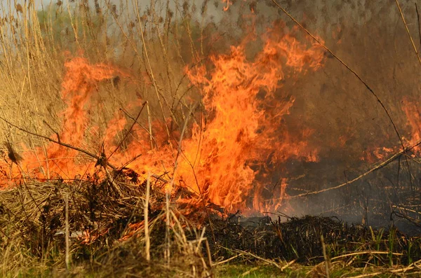 Fuoco brucia erba — Foto Stock