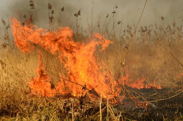 Fogo queimar grama — Fotografia de Stock