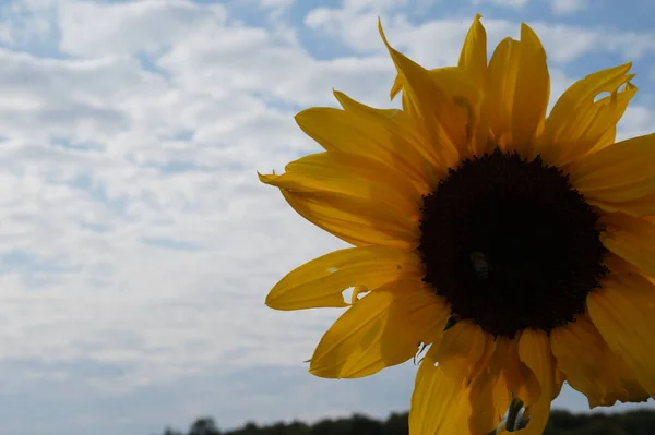 Sunflower natural background, Sunflower blooming, Sunflower oil improves skin health and promote cell regeneration