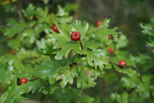 야생 딸기 나무에 녹색 식물 배경 — 스톡 사진
