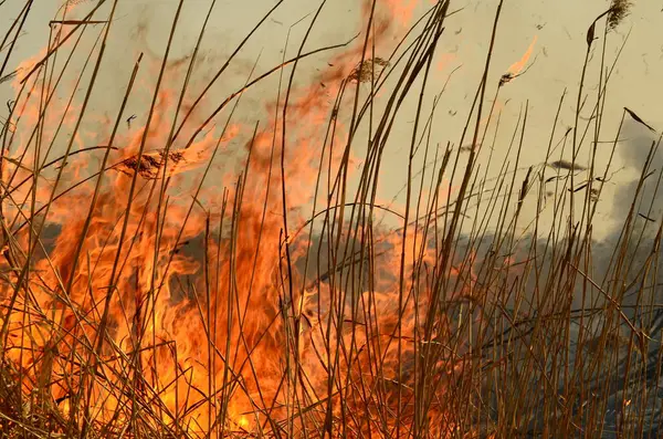 Kustzone van Marsh Creek, sterke rook uit brand van Liana begroeiing. Spring vuren van droge rieten naderen gevaarlijk huizen van dorp door rivier schoonmaken velden van riet, droog gras. Natuurramp — Stockfoto