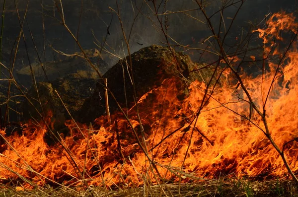 Zona costiera di torrente di palude, fumo forte da fuoco di crescita eccessiva di liana. Gli incendi di primavera di canne secche pericolosamente si avvicinano case di villaggio da fiume Campi di pulizia di canne, erba secca. Disastri naturali — Foto Stock