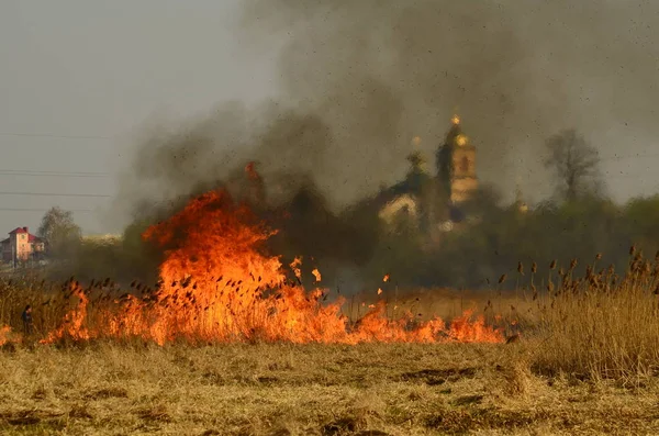 Прибережна зона болотної струмки, сильний дим від вогню з розквіту ліани. Весняні пожежі сухого очерету небезпечно наближаються до будинків села річкою Прибирання полів очерету, сухої трави. стихійні лиха — стокове фото