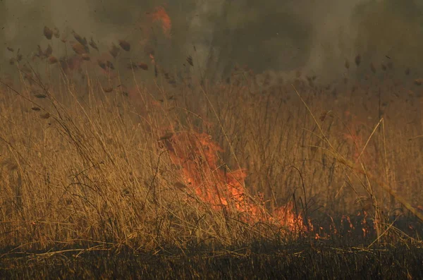 Zone côtière du ruisseau marais, forte fumée provenant du feu de végétation de lianes. Les feux printaniers des roseaux secs approchent dangereusement les maisons du village par la rivière Nettoyage des champs des roseaux, l'herbe sèche. Catastrophe naturelle — Photo