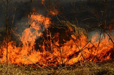 Bataklık dere kıyı bölgesi, Liana aşırı büyüme yangından güçlü duman. Kuru sazlık bahar yangınları tehlikeli nehir tarafından köy evler yaklaşım sazlık, Kuru Çim Temizleme alanları. Doğal felaket