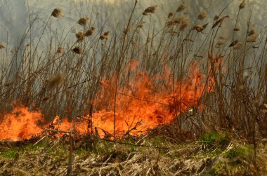 Ateş çimenleri yakar