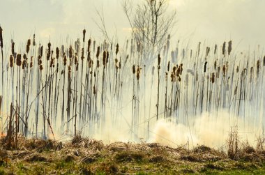 Bataklık dere kıyı bölgesi, Liana aşırı büyüme yangından güçlü duman. Kuru sazlık bahar yangınları tehlikeli nehir tarafından köy evler yaklaşım sazlık, Kuru Çim Temizleme alanları. Doğal felaket