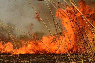 Ateş çimenleri yakar