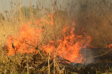 Ateş çimenleri yakar