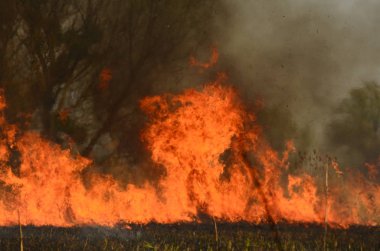 Bataklık dere kıyı bölgesi, Liana aşırı büyüme yangından güçlü duman. Kuru sazlık bahar yangınları tehlikeli nehir tarafından köy evler yaklaşım sazlık, Kuru Çim Temizleme alanları. Doğal felaket