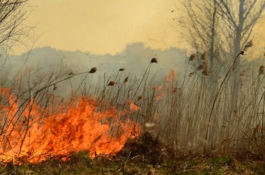 Bataklık dere kıyı bölgesi, Liana aşırı büyüme yangından güçlü duman. Kuru sazlık bahar yangınları tehlikeli nehir tarafından köy evler yaklaşım sazlık, Kuru Çim Temizleme alanları. Doğal felaket