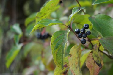 Olgun böğürtlenler ağacın dalında