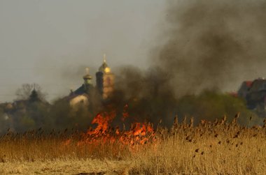 Bataklık dere kıyı bölgesi, Liana aşırı büyüme yangından güçlü duman. Kuru sazlık bahar yangınları tehlikeli nehir tarafından köy evler yaklaşım sazlık, Kuru Çim Temizleme alanları. Doğal felaket