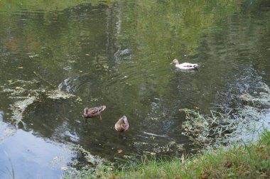 Yaban ördeği beyaz