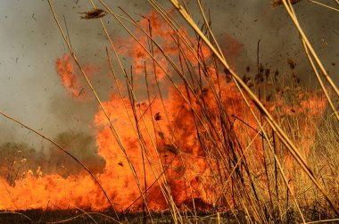 Bataklık dere kıyı bölgesi, Liana aşırı büyüme yangından güçlü duman. Kuru sazlık bahar yangınları tehlikeli nehir tarafından köy evler yaklaşım sazlık, Kuru Çim Temizleme alanları. Doğal felaket