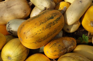 Büyük bir yığın halinde balkabaklarını topla. Farklı boyutlarda, şekillerde ve renklerde balkabakları. Çiftlik hayvanları için yem