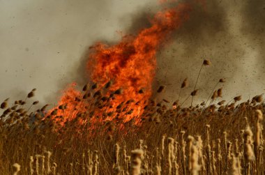 Bataklık dere kıyı bölgesi, Liana aşırı büyüme yangından güçlü duman. Kuru sazlık bahar yangınları tehlikeli nehir tarafından köy evler yaklaşım sazlık, Kuru Çim Temizleme alanları. Doğal felaket