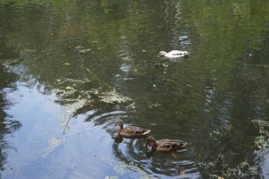 Yaban ördeği beyaz