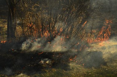 Ateş çimenleri yakar