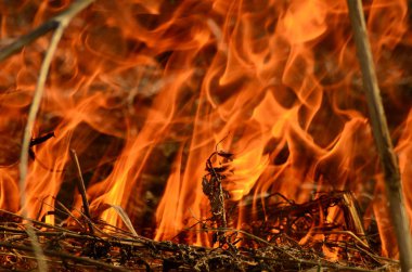 Bataklık dere kıyı bölgesi, Liana aşırı büyüme yangından güçlü duman. Kuru sazlık bahar yangınları tehlikeli nehir tarafından köy evler yaklaşım sazlık, Kuru Çim Temizleme alanları. Doğal felaket
