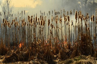 Ateş çimenleri yakar