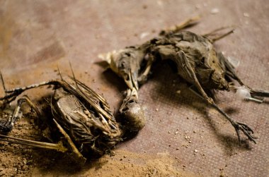 Yerde yatan ölü kuşların iskeleti..