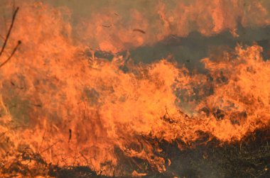 Bataklık dere kıyı bölgesi, Liana aşırı büyüme yangından güçlü duman. Kuru sazlık bahar yangınları tehlikeli nehir tarafından köy evler yaklaşım sazlık, Kuru Çim Temizleme alanları. Doğal felaket
