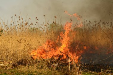 Ateş çimenleri yakar