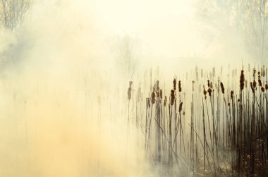 Ateş çimenleri yakar