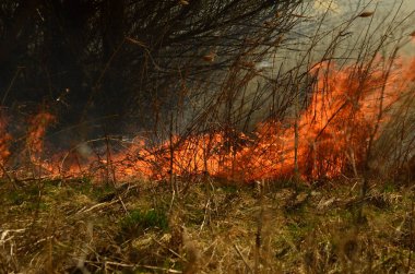 Ateş çimenleri yakar