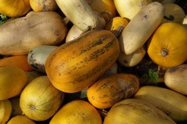 Büyük bir yığın halinde balkabaklarını topla. Farklı boyutlarda, şekillerde ve renklerde balkabakları. Çiftlik hayvanları için yem