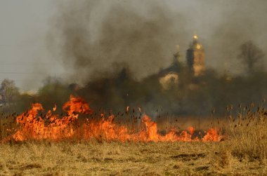 Bataklık dere kıyı bölgesi, Liana aşırı büyüme yangından güçlü duman. Kuru sazlık bahar yangınları tehlikeli nehir tarafından köy evler yaklaşım sazlık, Kuru Çim Temizleme alanları. Doğal felaket