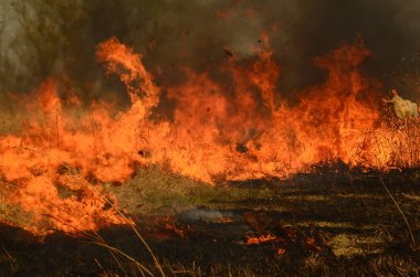 Ateş çimenleri yakar