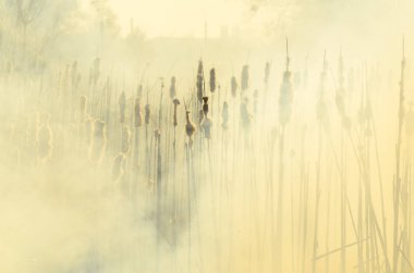 Bataklık dere kıyı bölgesi, Liana aşırı büyüme yangından güçlü duman. Kuru sazlık bahar yangınları tehlikeli nehir tarafından köy evler yaklaşım sazlık, Kuru Çim Temizleme alanları. Doğal felaket