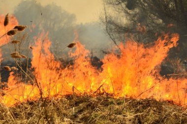 Ateş çimenleri yakar