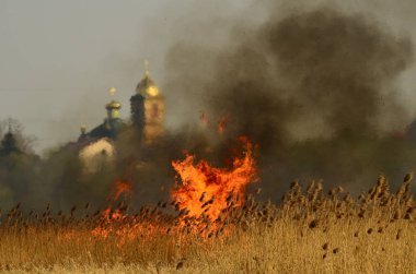 Bataklık dere kıyı bölgesi, Liana aşırı büyüme yangından güçlü duman. Kuru sazlık bahar yangınları tehlikeli nehir tarafından köy evler yaklaşım sazlık, Kuru Çim Temizleme alanları. Doğal felaket