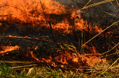 Bataklık dere kıyı bölgesi, Liana aşırı büyüme yangından güçlü duman. Kuru sazlık bahar yangınları tehlikeli nehir tarafından köy evler yaklaşım sazlık, Kuru Çim Temizleme alanları. Doğal felaket